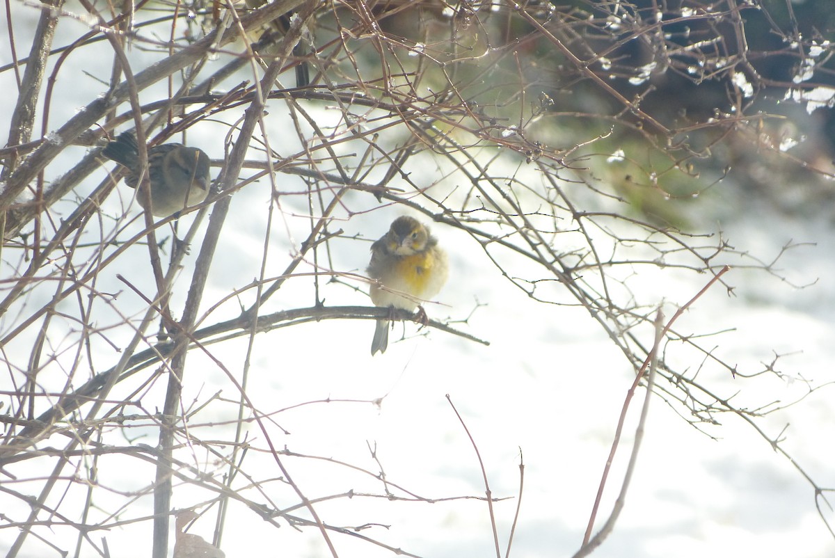 דיקסיסל - ML646237088