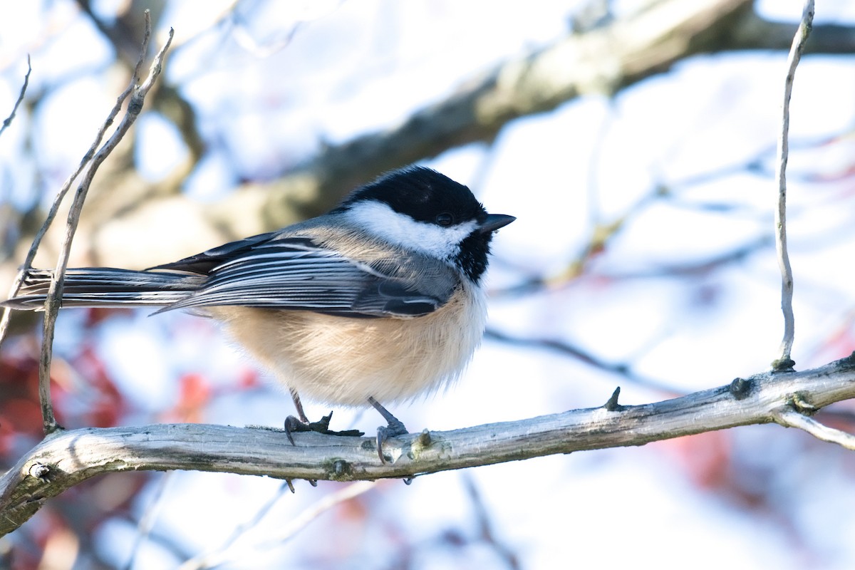 Black-capped Chickadee - ML646237089