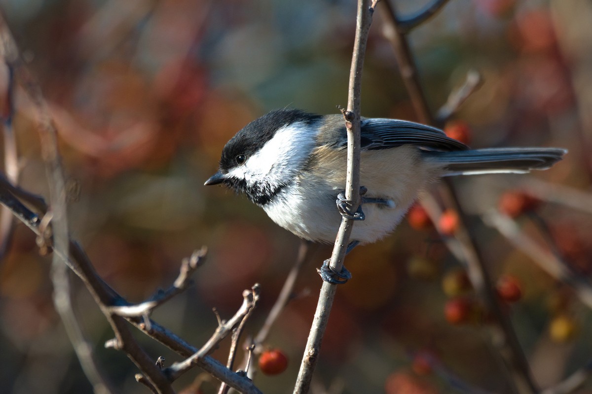 Black-capped Chickadee - ML646237090