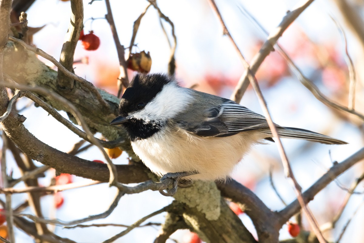 Black-capped Chickadee - ML646237091