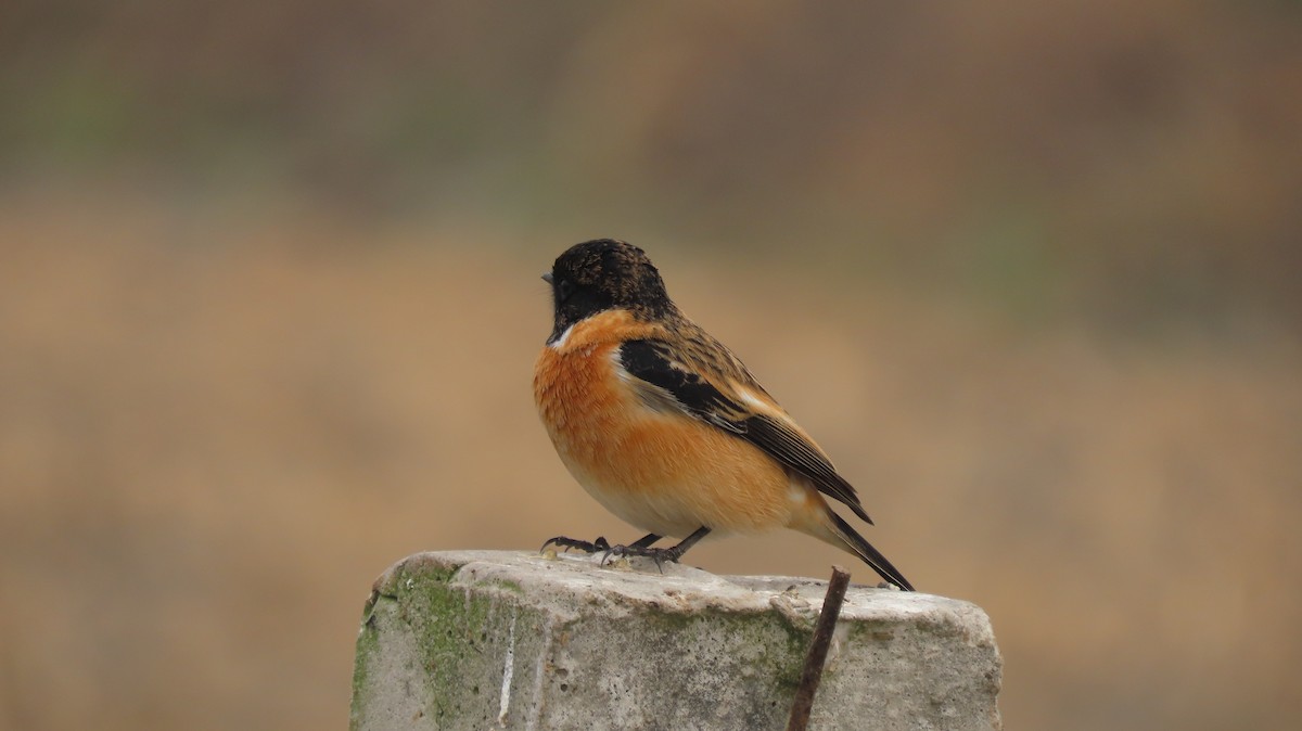 Siberian Stonechat - ML646237092