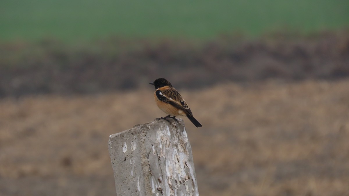 Siberian Stonechat - ML646237093