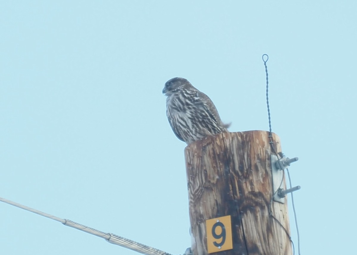 jaktfalk - ML646237099