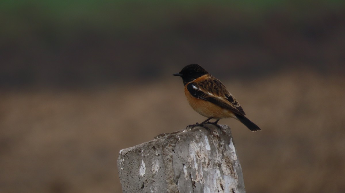 Siberian Stonechat - ML646237101