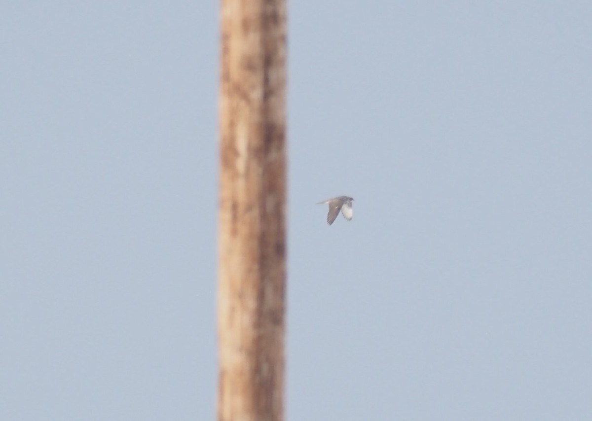 Gyrfalcon - ML646237106