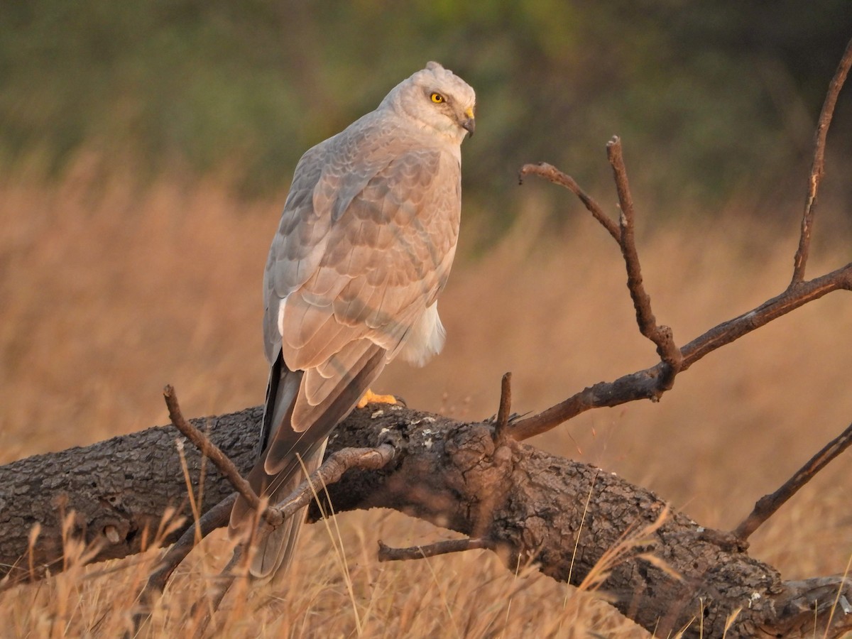 Aguilucho Papialbo - ML646237107