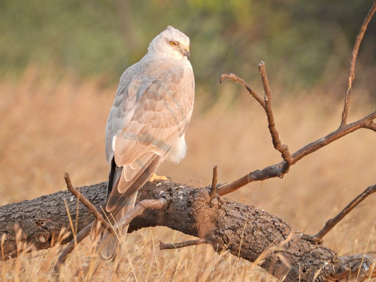 Aguilucho Papialbo - ML646237108