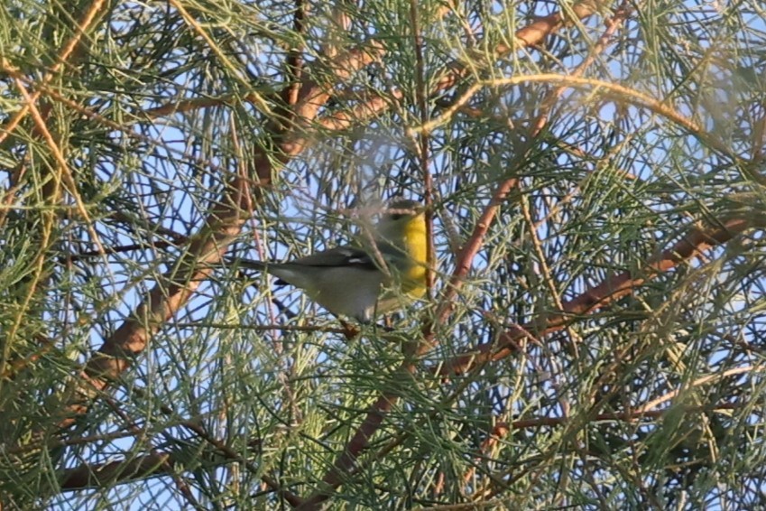 Очковая древесница - ML646237122