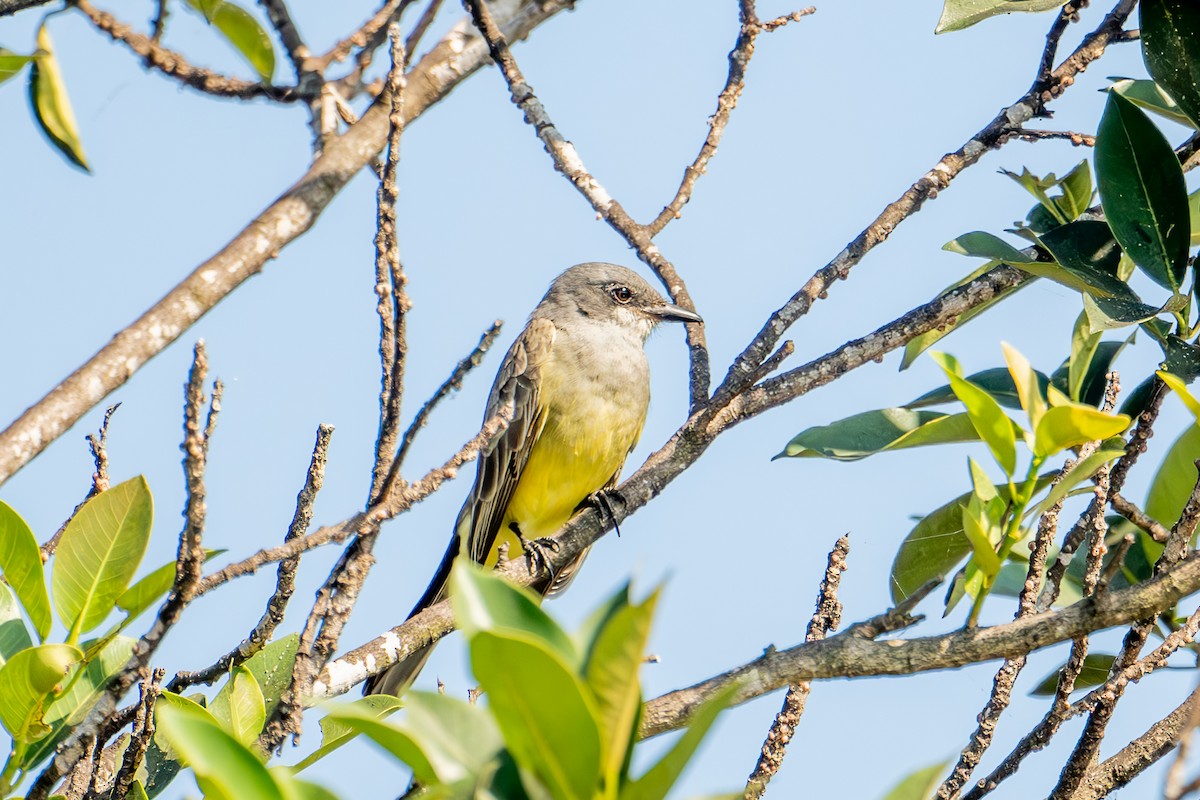 ハシボソタイランチョウ - ML646237126