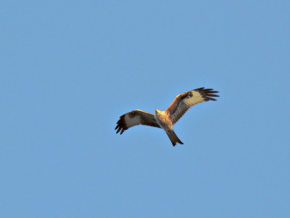 Red Kite - ML646237128