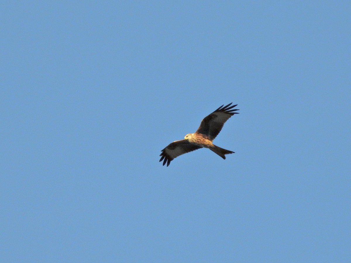 Red Kite - ML646237129