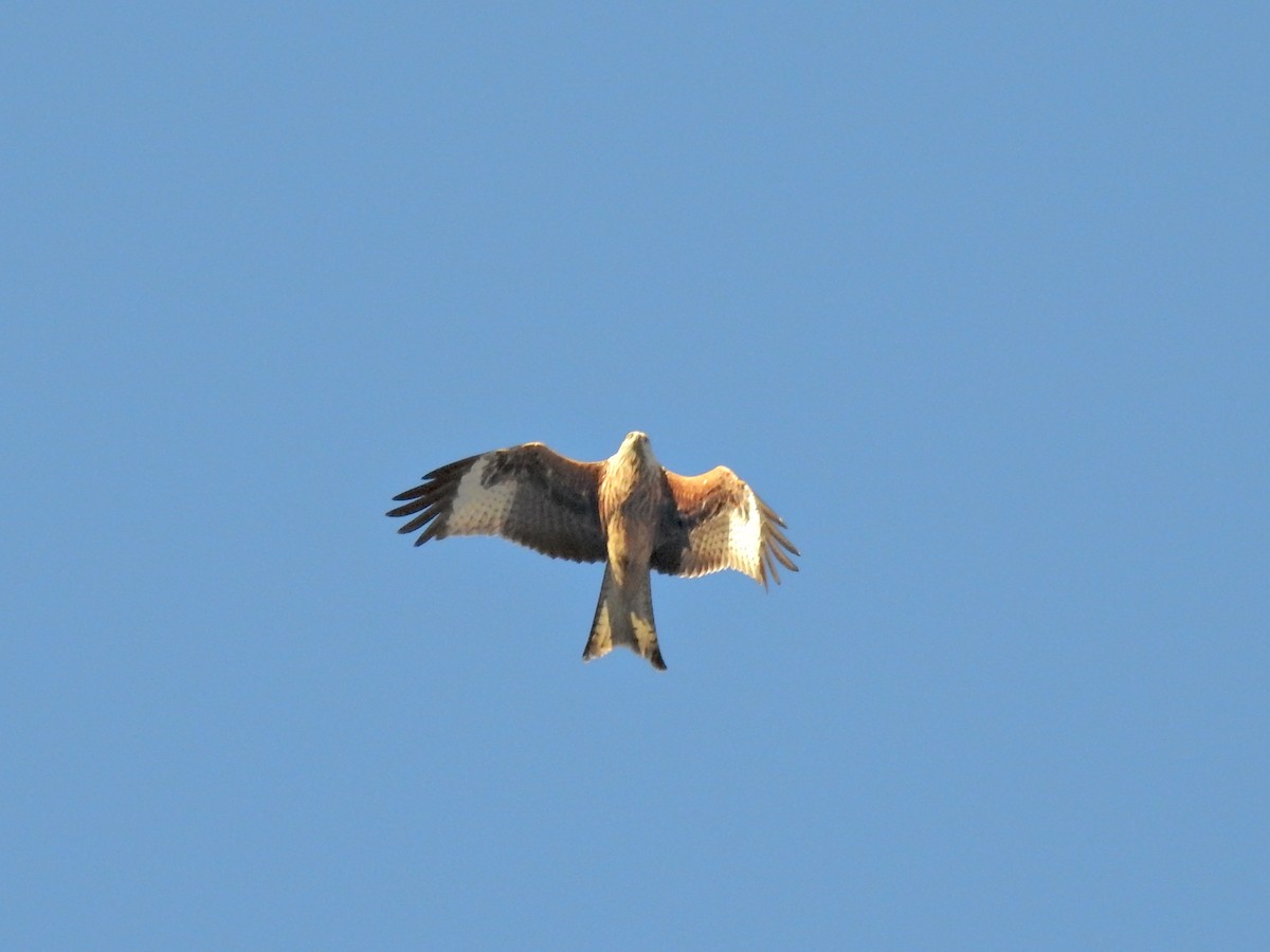Red Kite - ML646237130