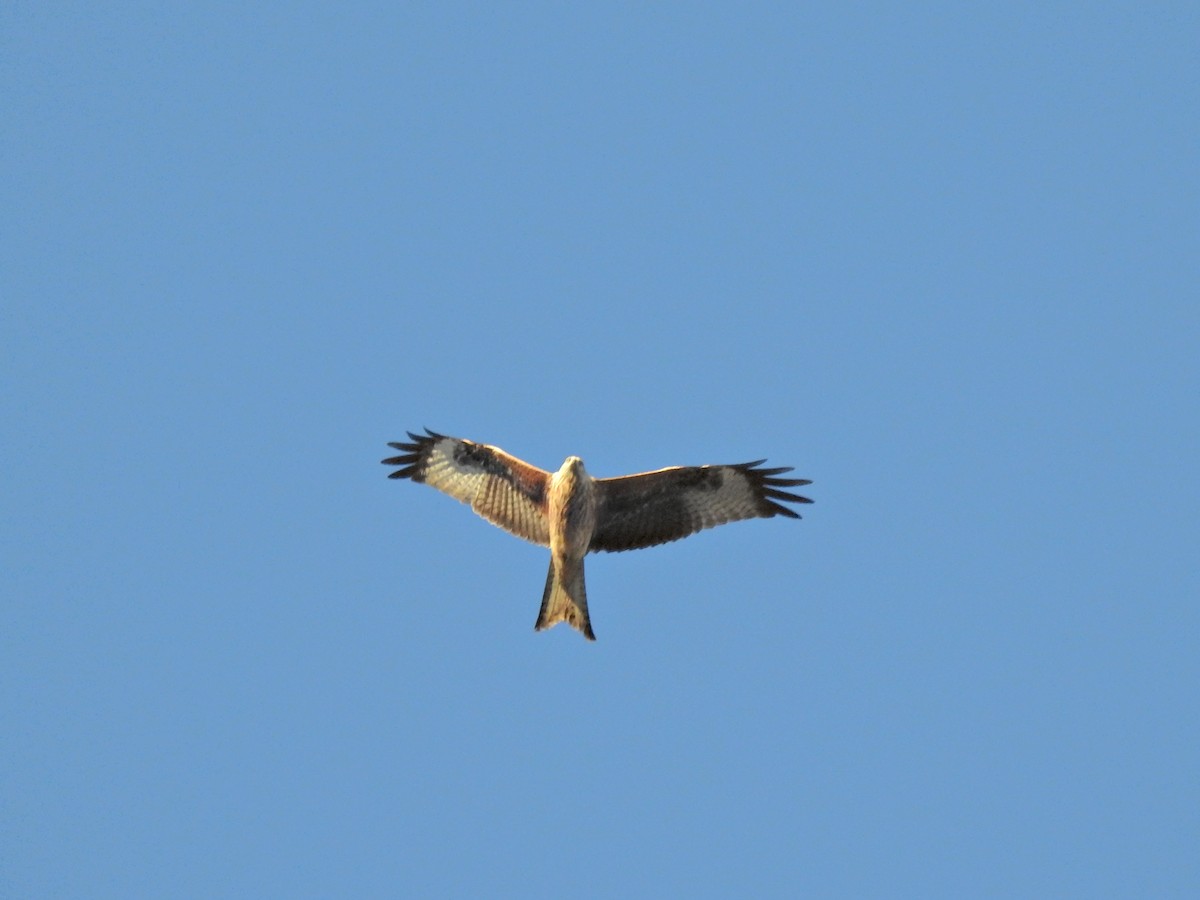 Red Kite - ML646237132