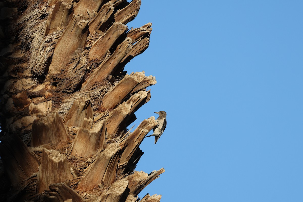 Red-headed Woodpecker - ML646237134