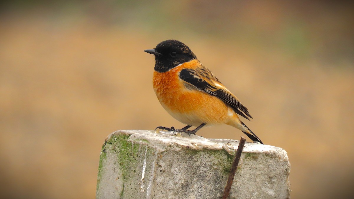 Siberian Stonechat - ML646237137