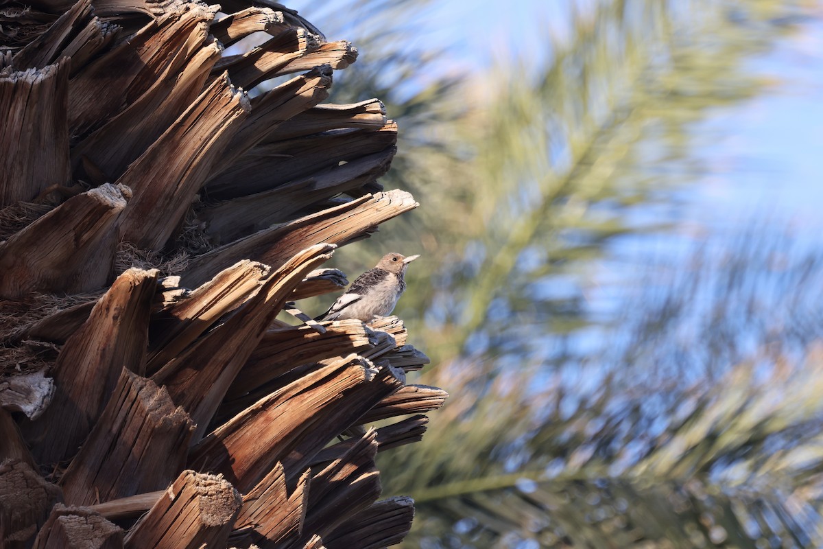 Red-headed Woodpecker - ML646237140
