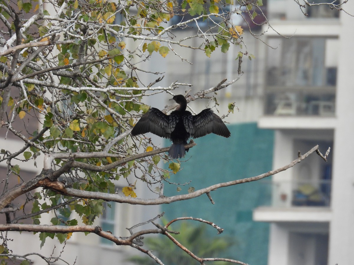 Ubarroi txikia - ML646237146