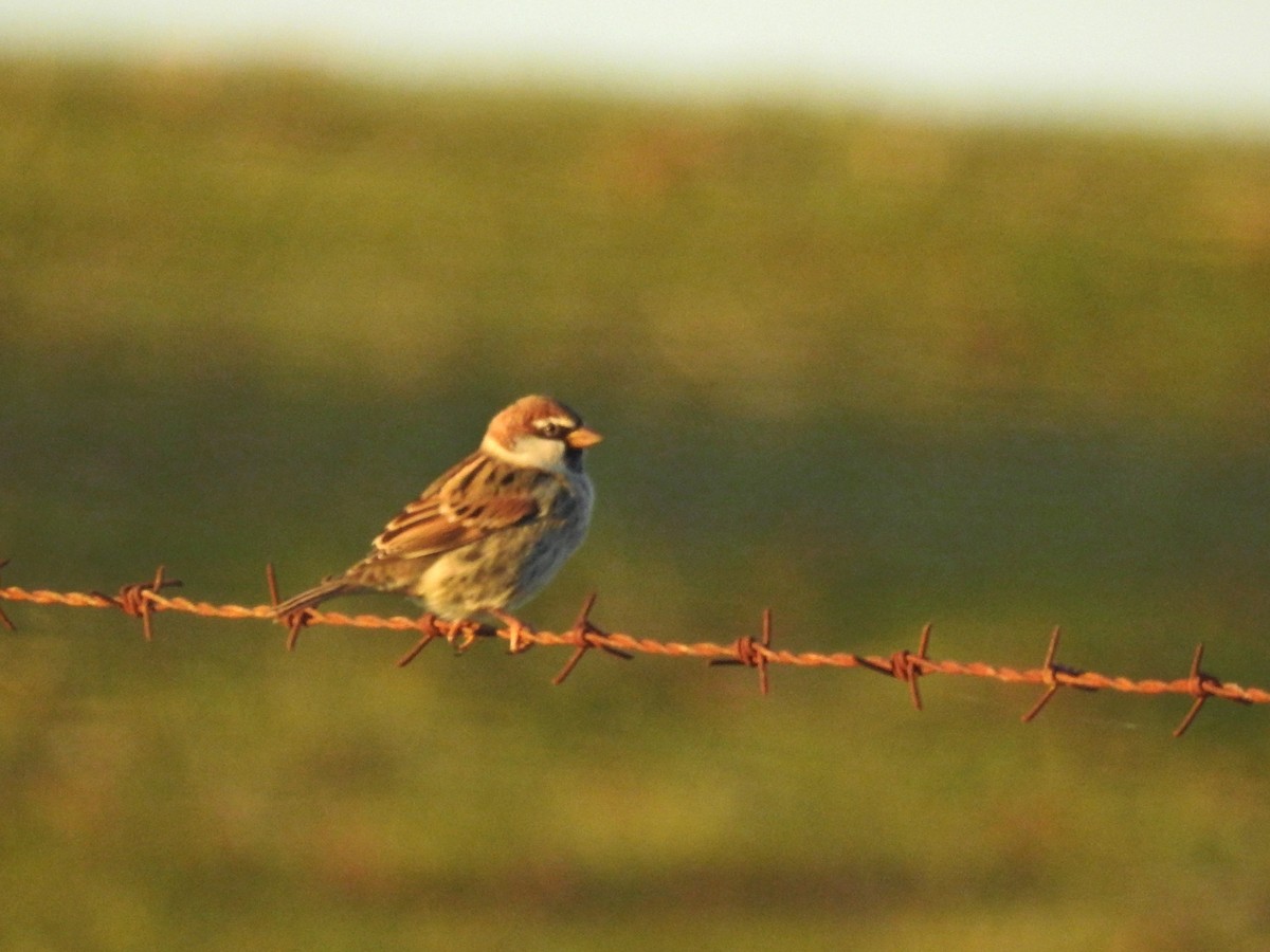 Spanish Sparrow - ML646237148