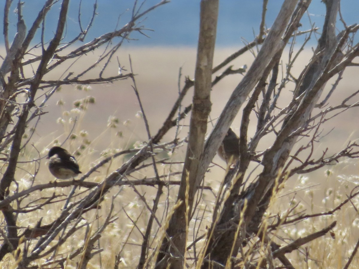 Dark-eyed Junco - ML646237154