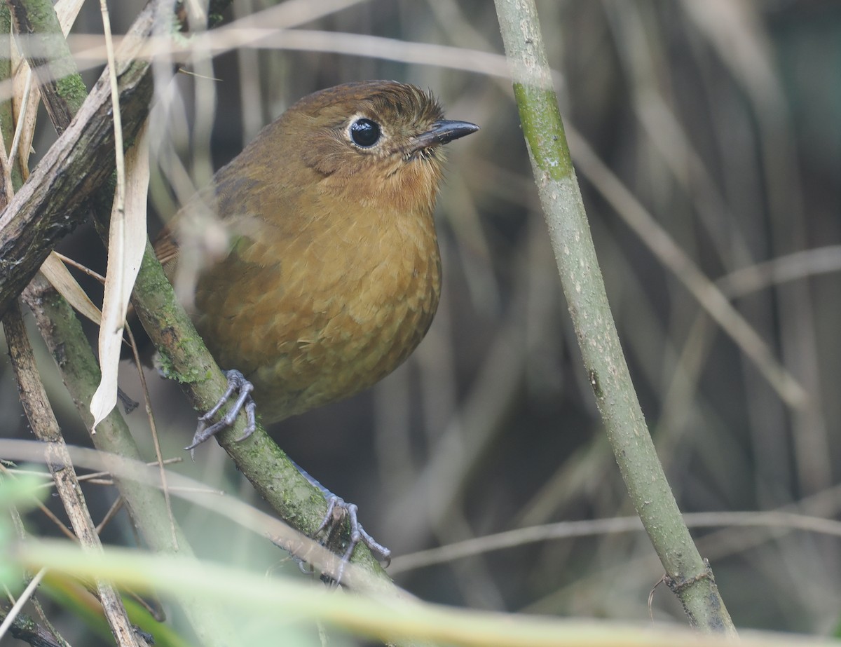 Grallaire de Cochabamba - ML646237162