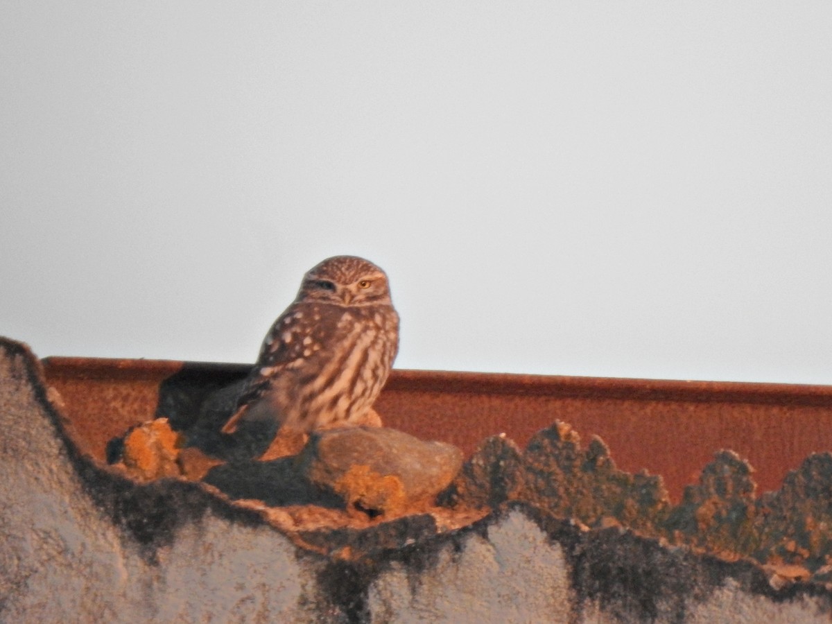 Little Owl - ML646237163