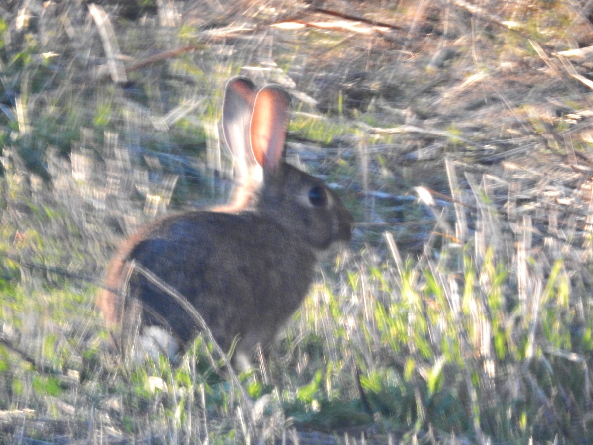 European Rabbit - ML646237165