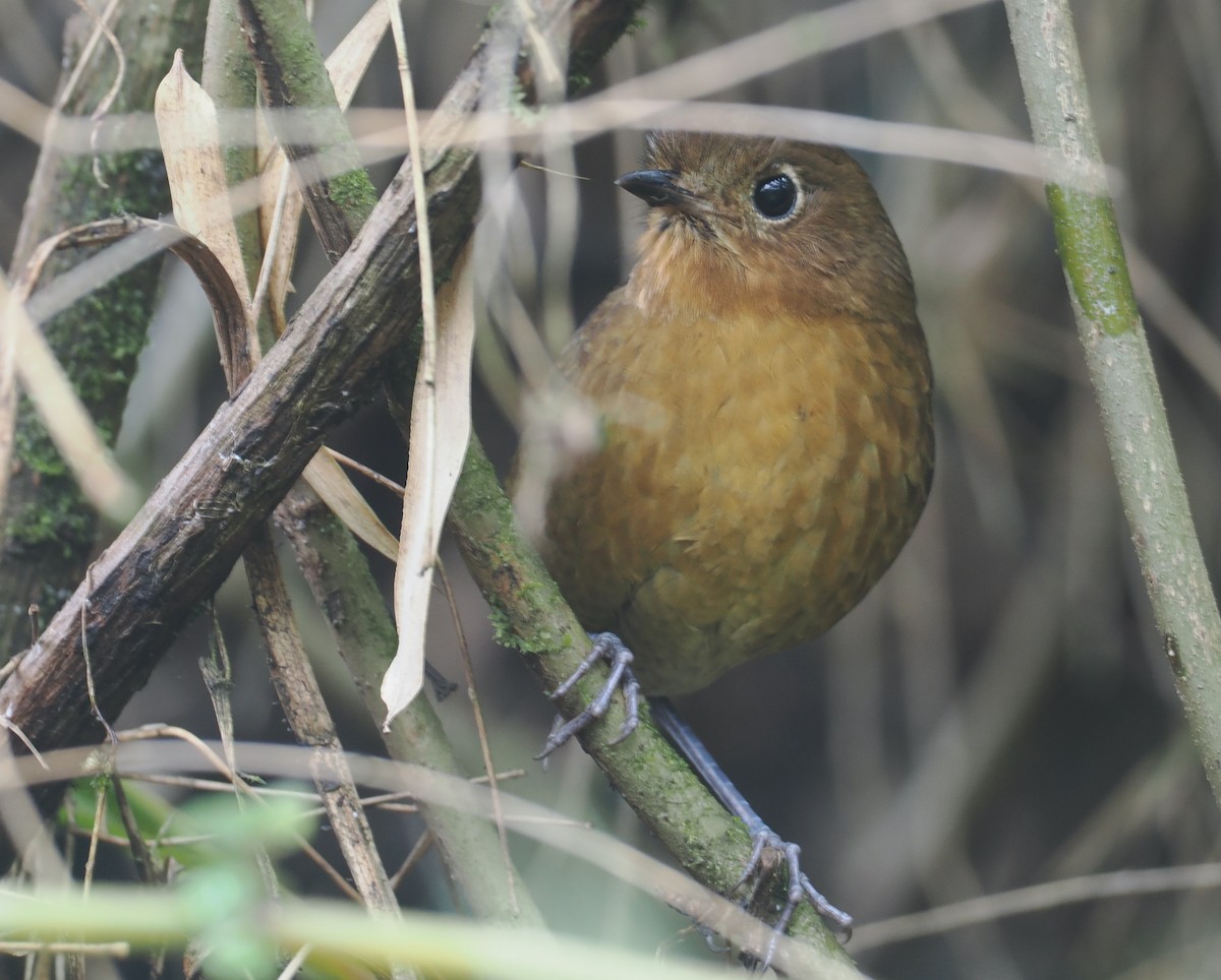 Grallaire de Cochabamba - ML646237176