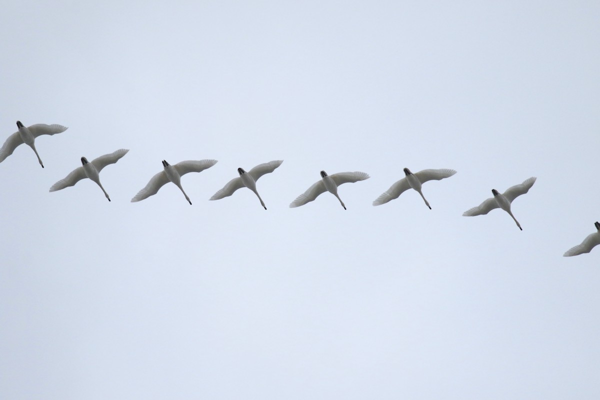 Tundra Swan - ML646237179