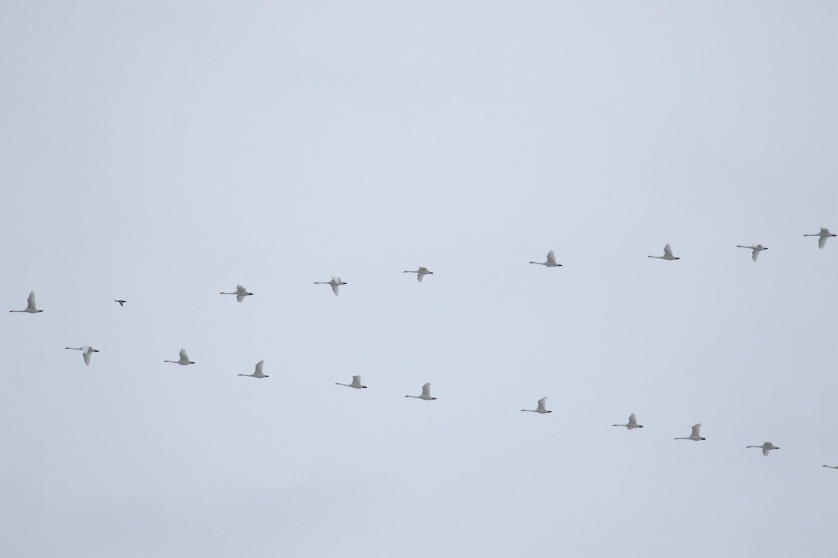 Tundra Swan - ML646237180