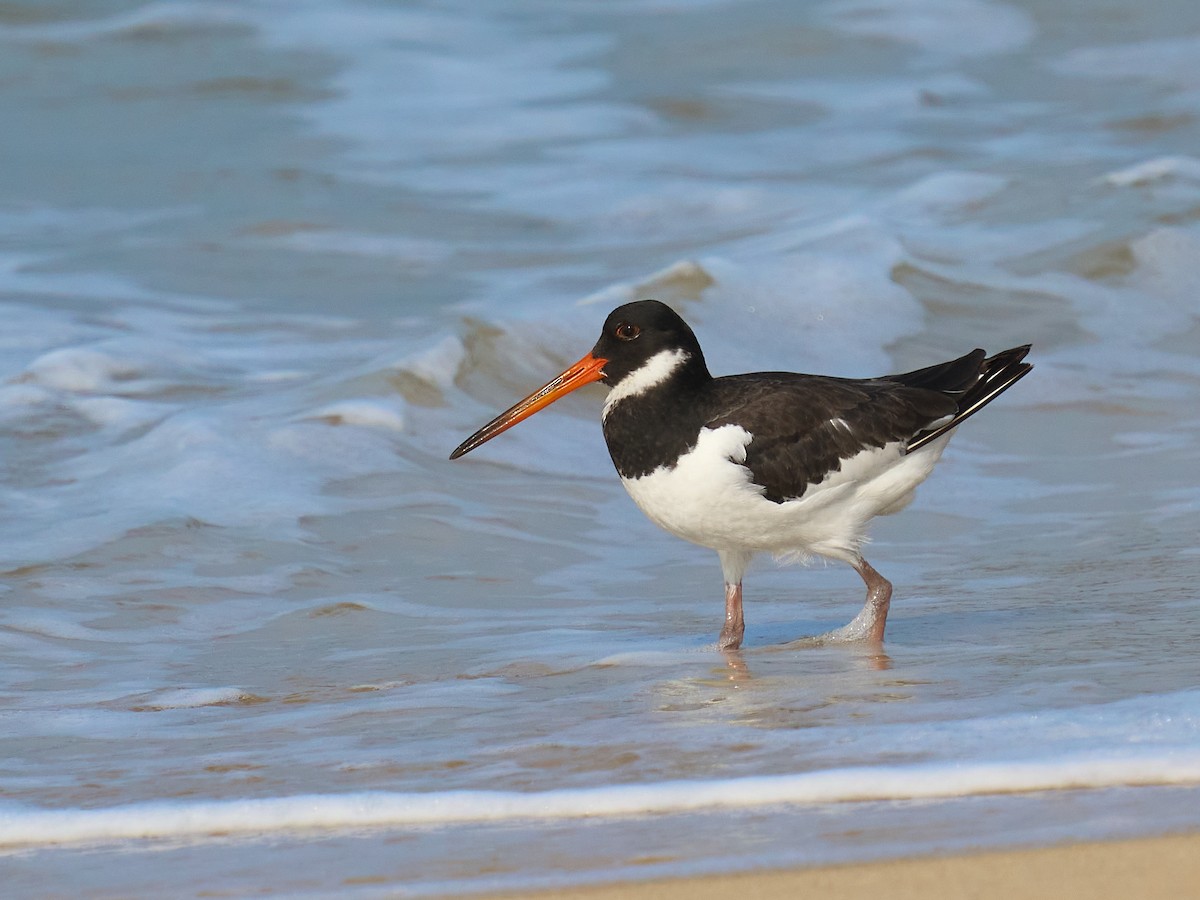 蠣鴴 - ML646237183