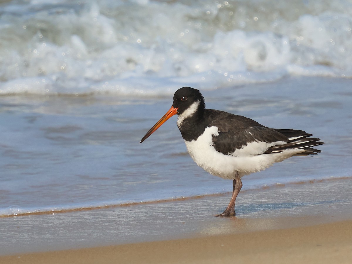 蠣鴴 - ML646237184