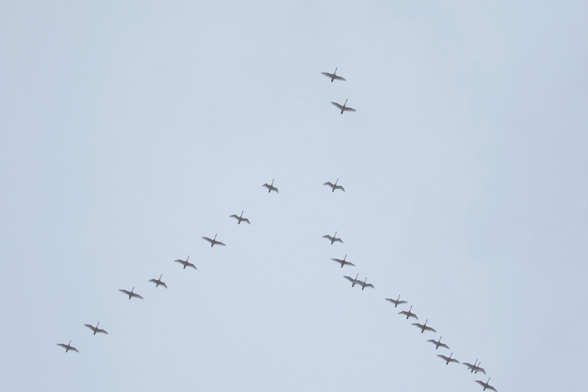 Tundra Swan - ML646237186