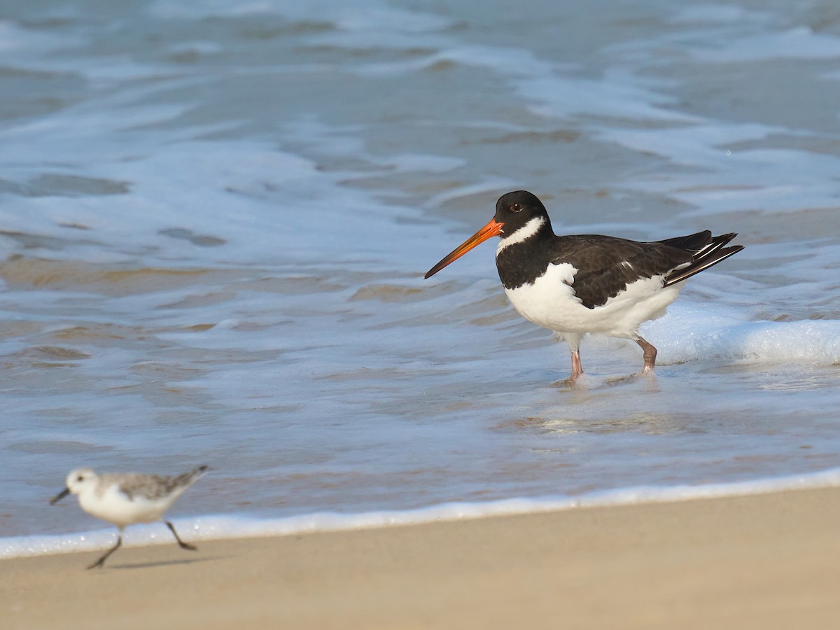 蠣鴴 - ML646237187