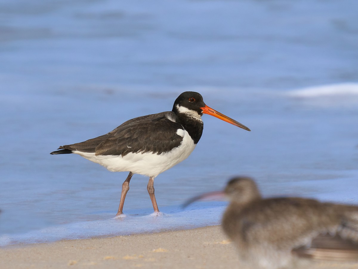 蠣鴴 - ML646237189