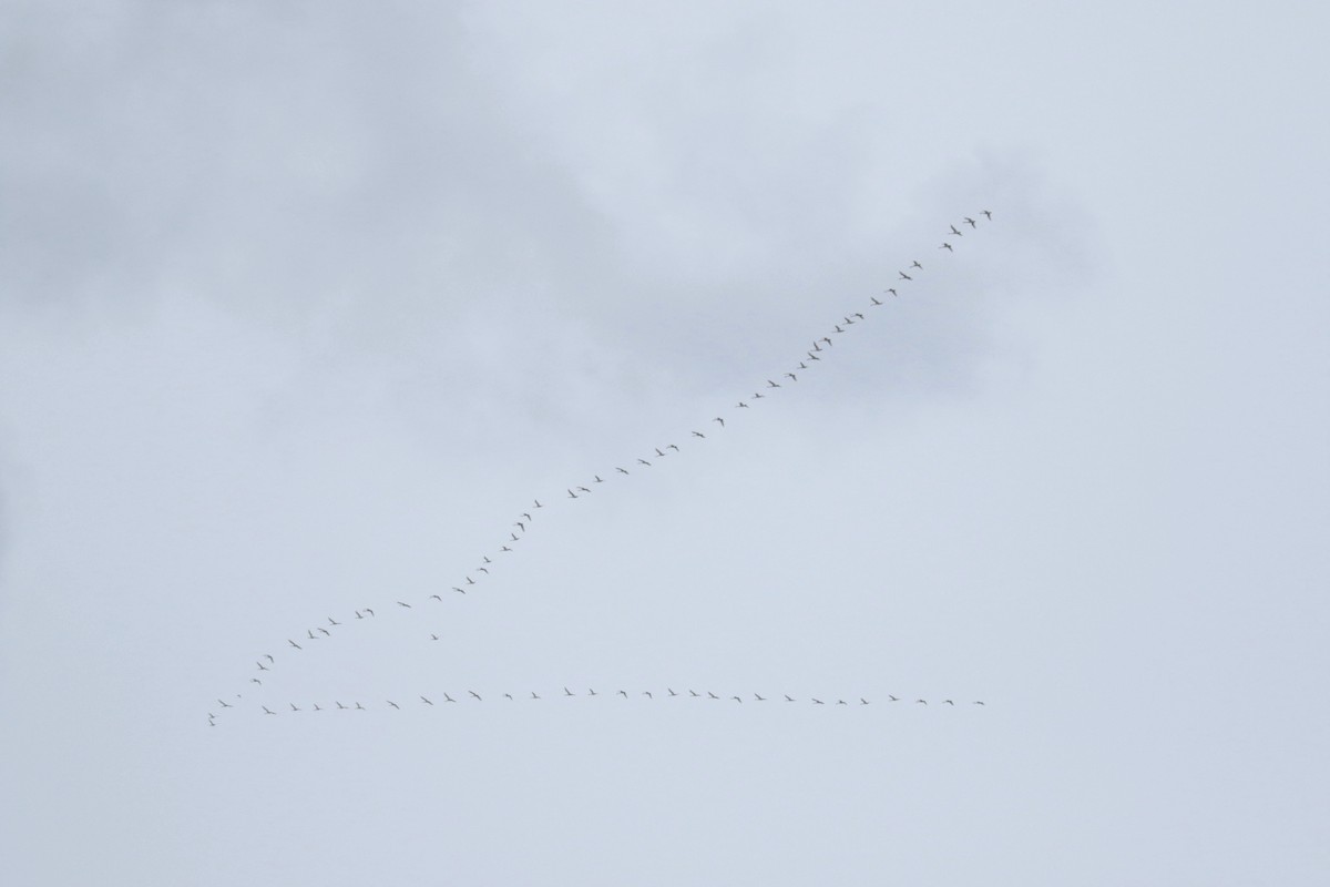 Tundra Swan - ML646237192