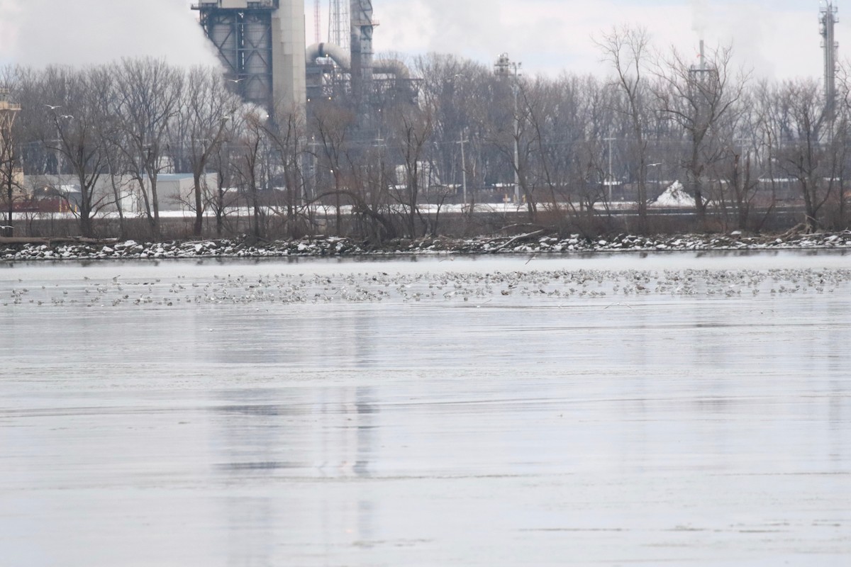 Lesser Black-backed Gull - ML646237194