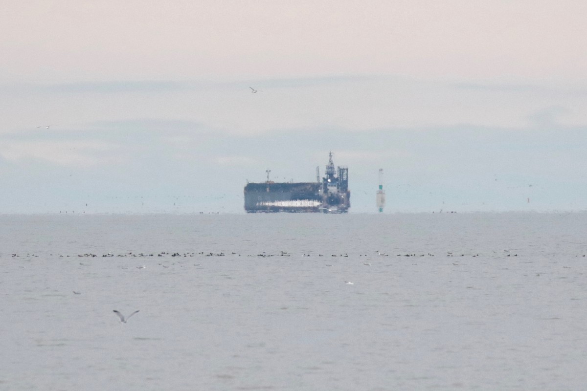 American White Pelican - ML646237196