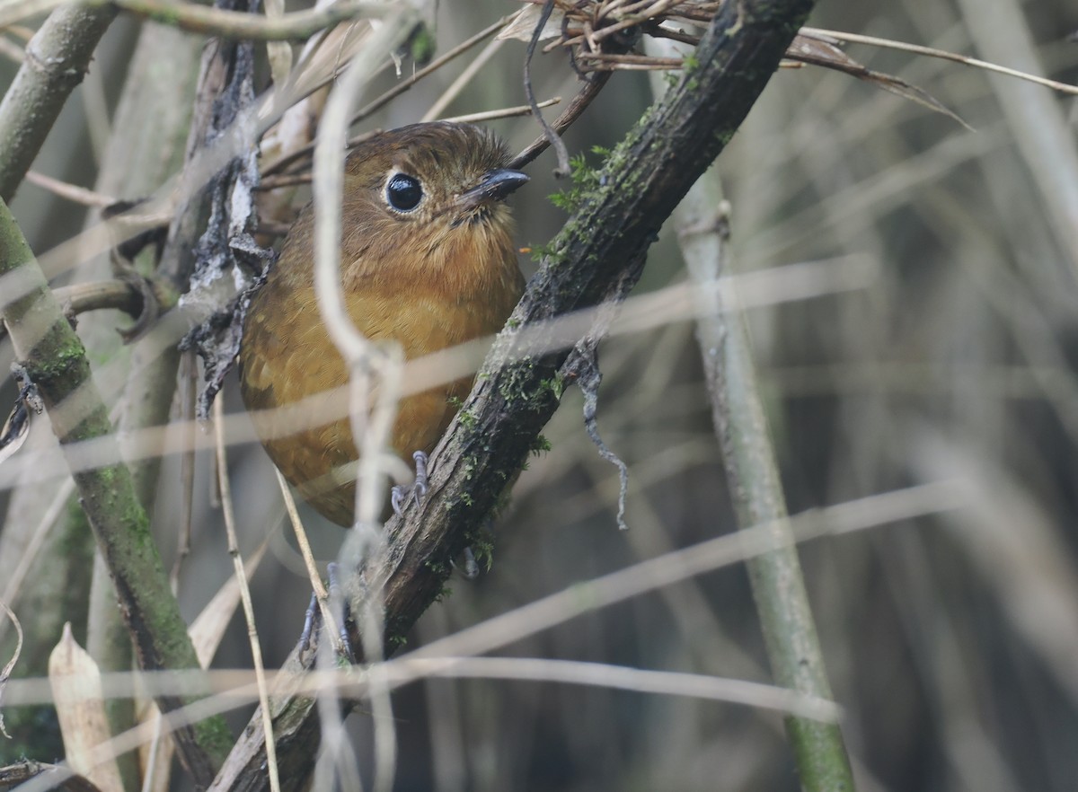 Grallaire de Cochabamba - ML646237197