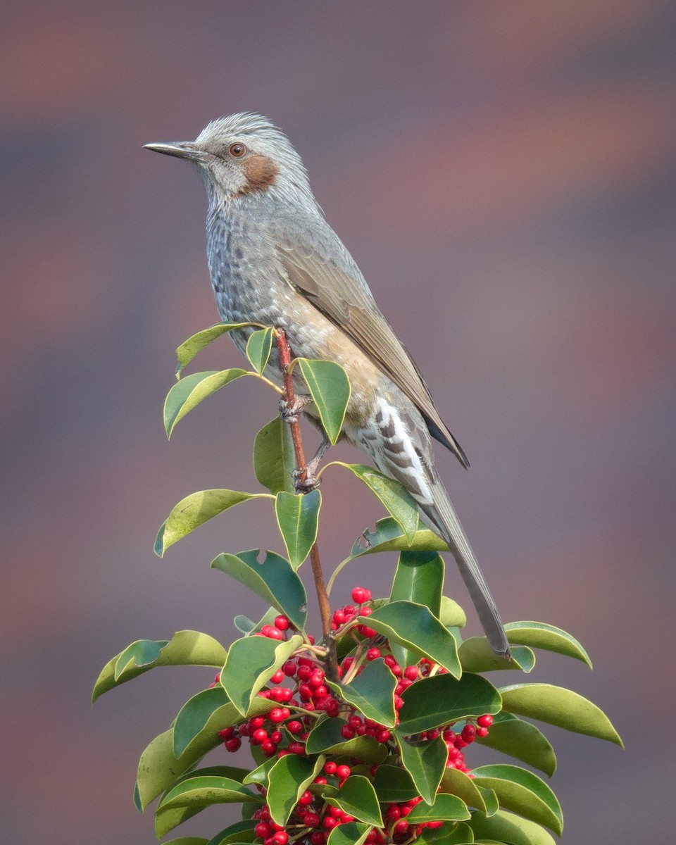 brunørebylbyl - ML646237202