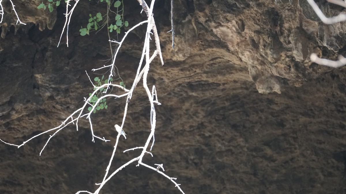 Arabian Grosbeak - ML646237209