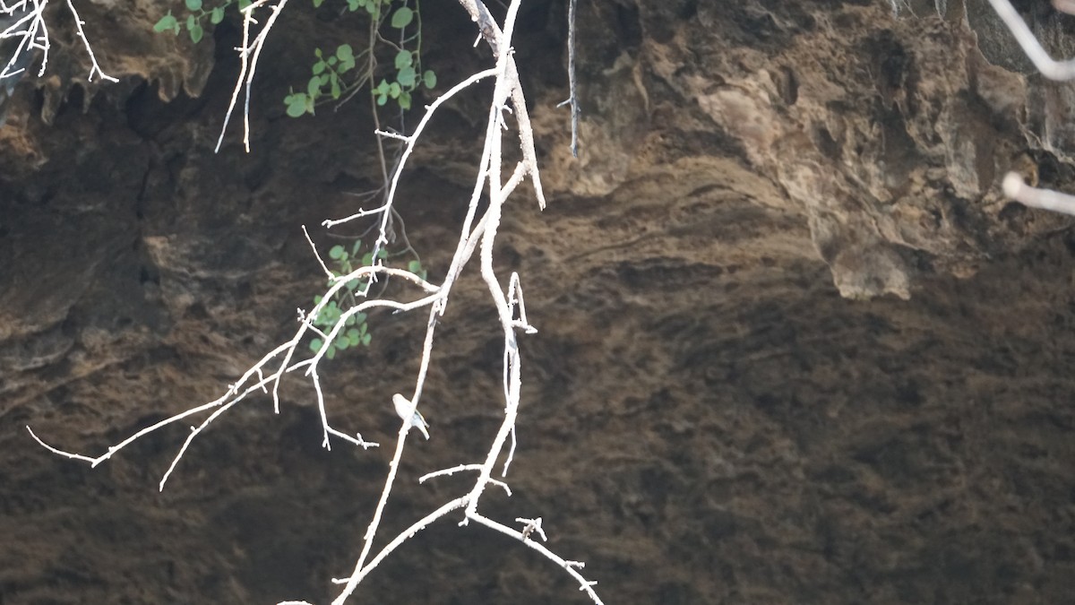 Arabian Grosbeak - ML646237210