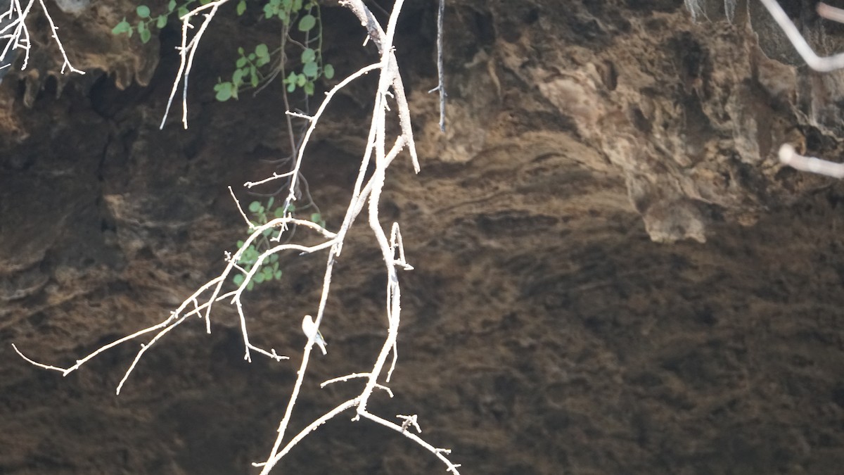 Arabian Grosbeak - ML646237211