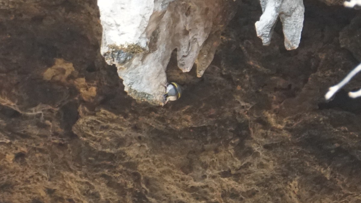 Arabian Grosbeak - ML646237214