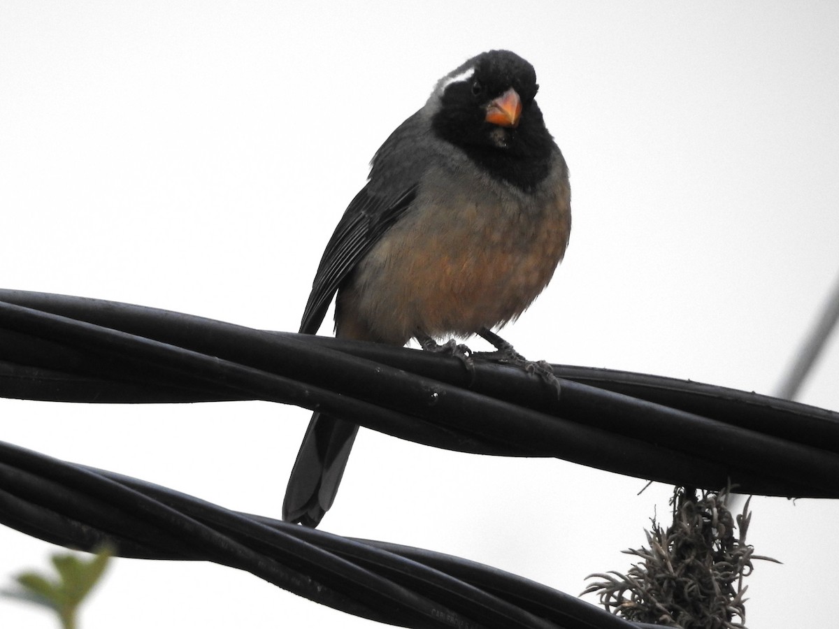 キバシイカル - ML646237217