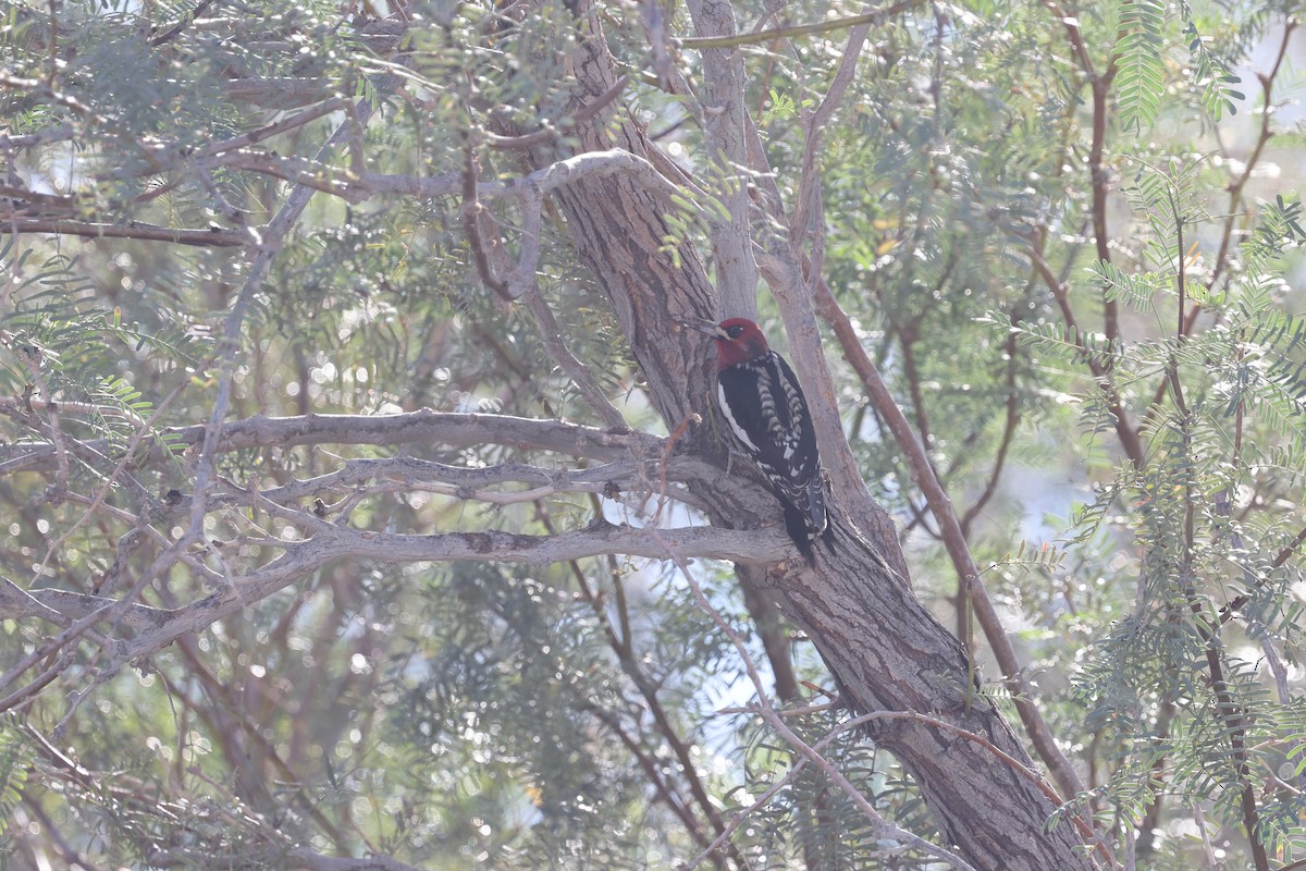 Red-breasted Sapsucker - ML646237219