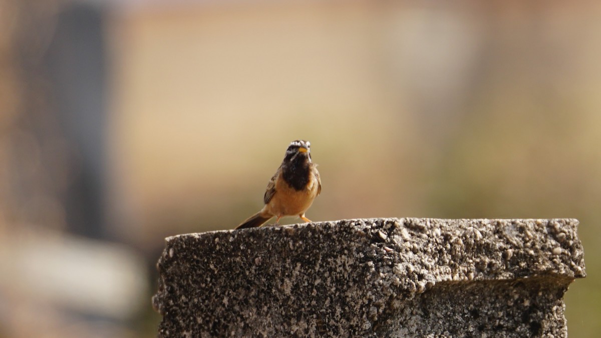 Cinnamon-breasted Bunting - ML646237225