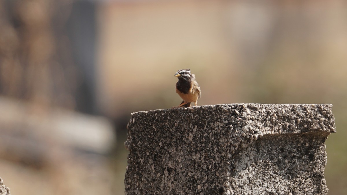 Cinnamon-breasted Bunting - ML646237226