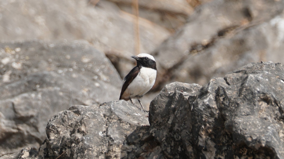 Arabian Wheatear - ML646237227