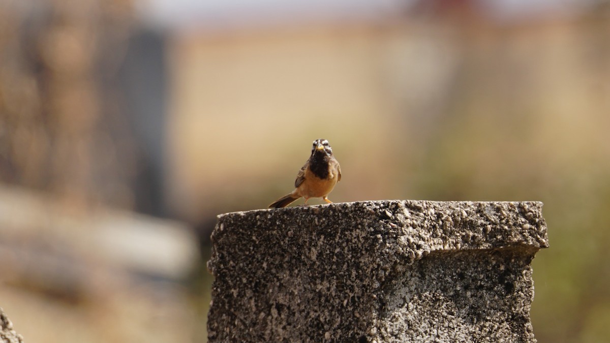 Cinnamon-breasted Bunting - ML646237228