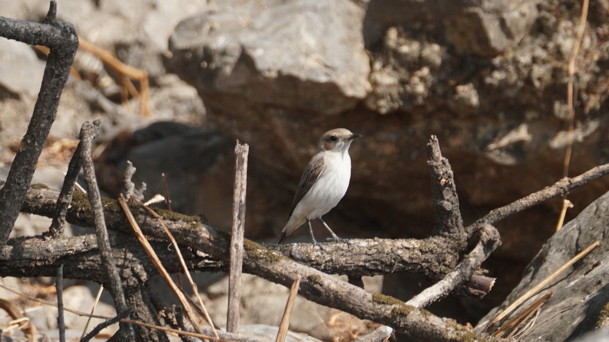 Arabian Wheatear - ML646237229